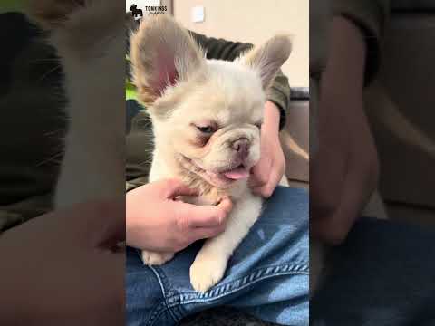 Video 1