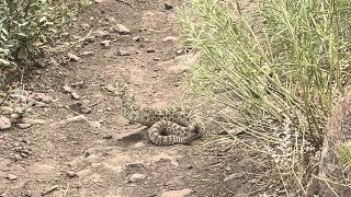 Rattlesnake on Ancient Palms Trail.