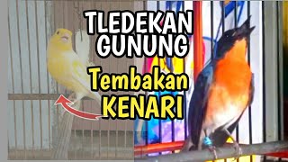 Download lagu Tledekan Gacor Full Isian Tembakan Kenari mp3