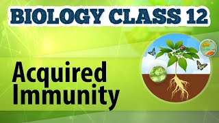 Acquired Immunity - Human Health & Diseases - Biology Class 12