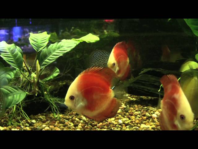 Discus fish at Coburg Aquarium