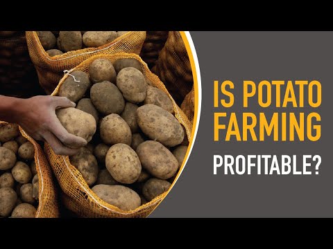 Is Potato Farming Profitable