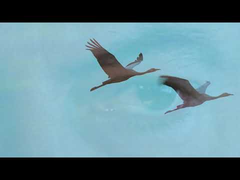 May Lavie - Binyamin (Go Down Moses)