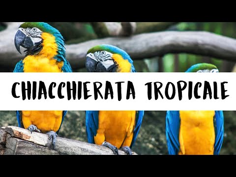 video frame placeholder