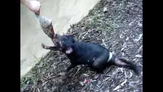 preview picture of video 'Vacation Australia: Feeding the Tasmanian Devil - Featherdale Wildlife Park - Australia'