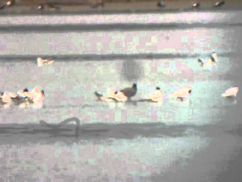 Gabbiano corallino (Mediterranean Gull) melanico in Valle Vecchia a Caorle (VE - Italy)