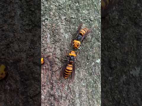 マルハナバチに関する 10 の驚くべき事実 自然と動物