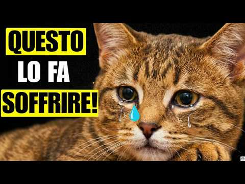 13 ERRORI QUOTIDIANI che Fanno Soffrire il tuo Gatto (Senza che te ne Accorga)
