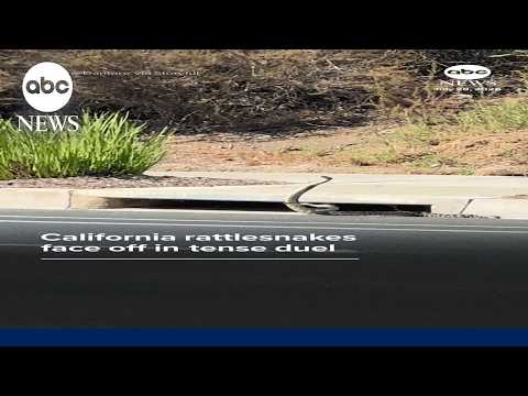 California rattlesnakes face off in tense duel