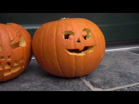 Fridolin und Halloween - Ein Video für Kinder