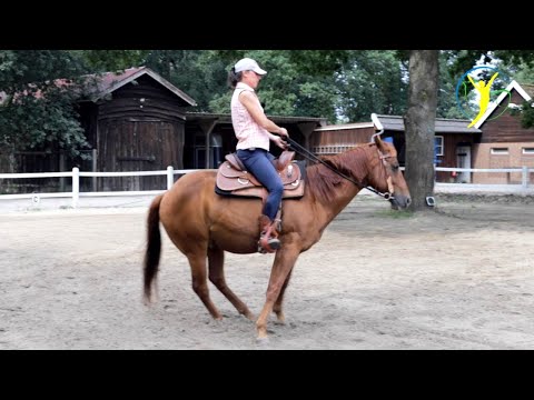 , title : 'Quarter Horse Peppi - ein Pferd für alle Fälle!'