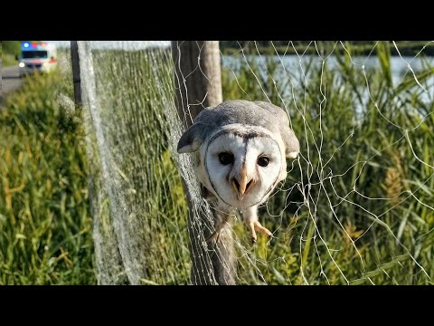 Rettung eines Schleiereulenbabys, das in einem Zaun an der Straße gefangen ist
