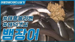 민물과 바다를 오가는 온국민 으뜸 보양식 뱀장어 #민물장어 #갯장어 #붕장어 [어영차바다야 다시보기]