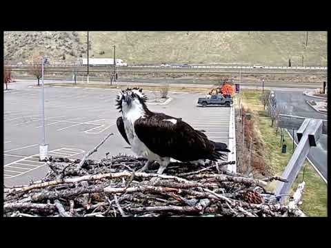 Hellgate Canyon Ospreys ~💗 Iris Returns Home! 💖 April 08, 2023