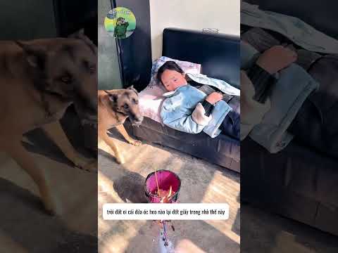 chú chó thông minh#shorts #foryou #funny