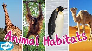 What Are The Different Animal Habitats? | Animal Habitats Compilation for Kids