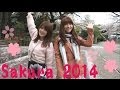 SAKURA is beautiful! 2014年も池袋に桜が咲きました☆