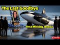 Orca Missing Jessica Orca Atta Ck Dolphin Jessica Goodbye Jessica Rip