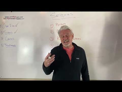 Seizures in dogs and cats part 2 of 2 diagnosis & treatment