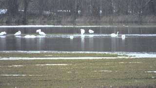Tundra swans making a pit stop in southeast Michigan