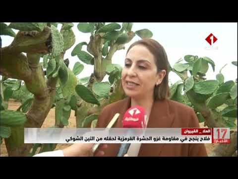 العلا - القيروان || فلاح ينجح في مقاومة غزو الحشرة القرمزية لحقله من التين الشوكي