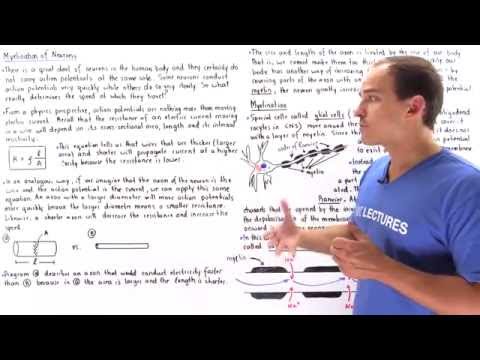 Myelination and Saltatory Conduction