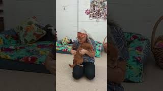 Video preview image #1 Mutt Puppy For Sale in York, SC, USA