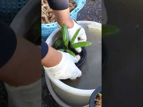 園芸植物 - 魅力的で多彩な竹  庭園