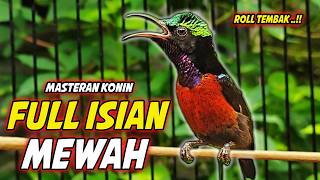 Download lagu KONIN GACOR FULL ISIAN ROLL TEMBAK MEWAH !! PANCINGAN KOLIBRI NINJA BAHAN AGAR CEPAT BUNYI ISIAN mp3