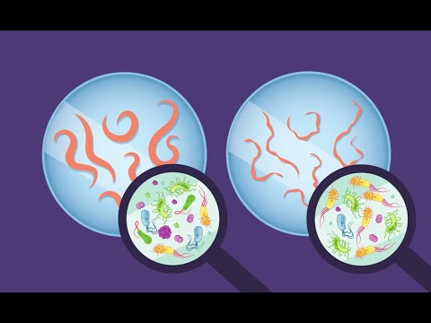 Investigating the Role of Gut Microbes in Aging and Disease Using Tiny Worms