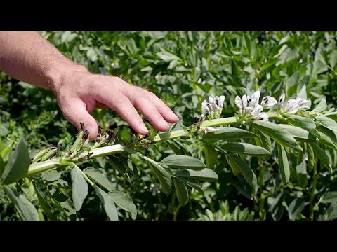 AGRAVIS-Experten erklären. Teil 4: Leguminosenanbau.