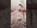 पशुओं का दूध निकालने का सबसे आसान तरीक