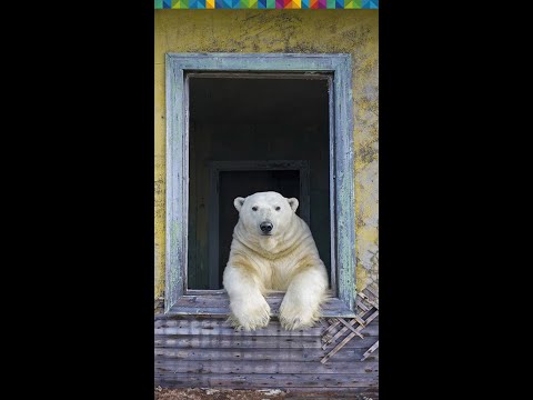 Wildlife Photographer of the Year