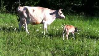 Cows Grazing with Newborn Calf