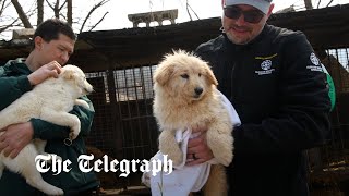 video: Watch: Hundreds of South Korean dogs rescued from meat farm