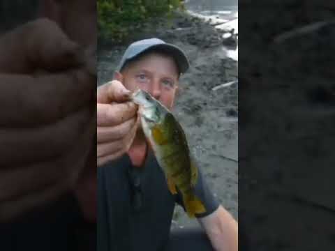 #Is There Perch In The Fraser Valley.