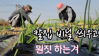 마늘 심은지 한달! 칼집 비닐 씌고 뭔짓 하는 건지?