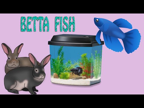 Betta Fish Tank Tour