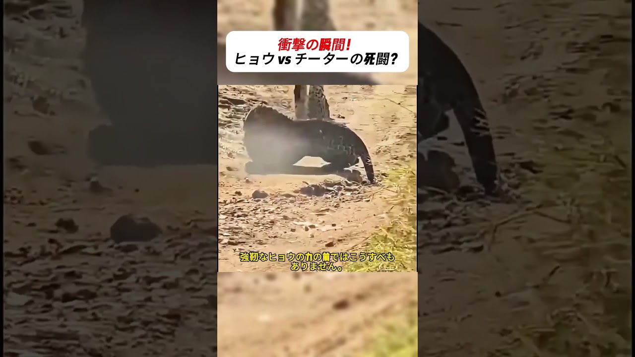 衝撃の瞬間！ヒョウ vs チーターの死闘？ #leopard #cheetah #wildlife #nature #survival