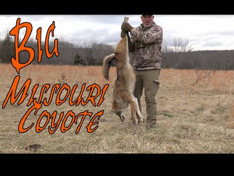Big Missouri Coyote, Coyote Hunting, Suppressed,