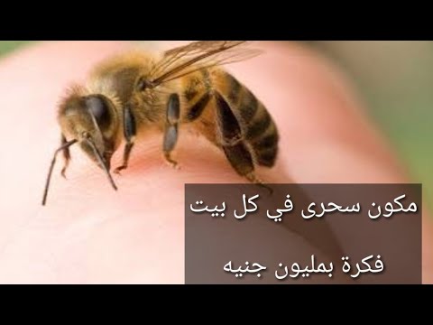 , title : '(اول مرة على اليوتيوب) ازاى تعالجى قرصة / لدغة النحل او الدبور فى الحال بدون تورم او إلتهاب'