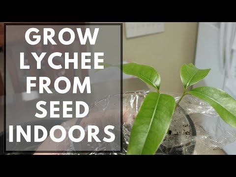 How To Grow Lychee From Seed Indoors