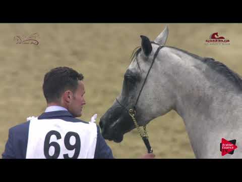 N 69 RAIHANAH THO AL JANAH   2019 Al Shaqab Arabian Horse Show Festival   Fillies 2 Years Old Class