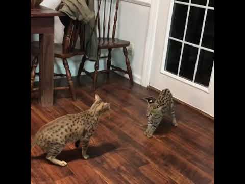 Pet Serval cub and F3 Savannah getting to know each other