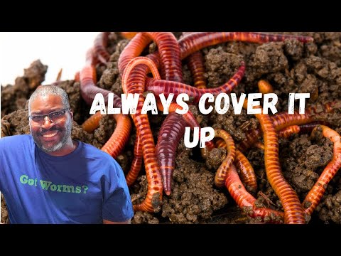 How To Feed A Worm Farm
