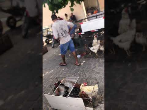 Feira da galinha em nova floresta @pandacriacoes