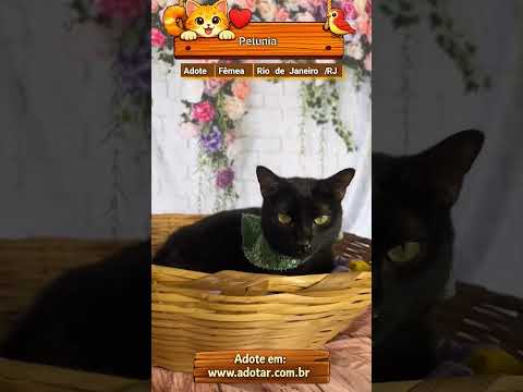 Vídeo de Petunia 