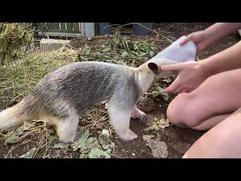 Home Safari - Zoofari Edition - Tamadua