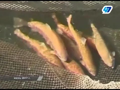 Новую породу форели, выведенную селекционерами из Ленобласти, назвали «Ропшинская золотая»