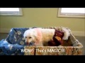 Funniest Cinderella Movie Part 1 Dogs Trailers 2012 Love Scene Comedy Funny Pranks Funny Dogs